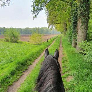Luxe Gastenkamer Met Living En Keuken Bij Friezen Paarden Stal Pellendijk Westendorp Esterno foto