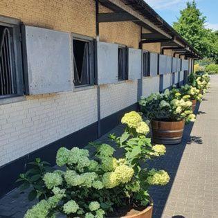 Luxe Gastenkamer Met Living En Keuken Bij Friezen Paarden Stal Pellendijk Westendorp Esterno foto