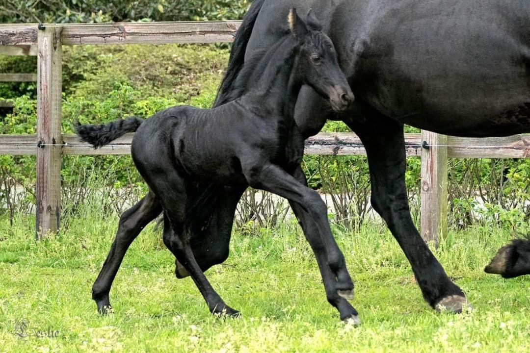 Luxe Gastenkamer Met Living En Keuken Bij Friezen Paarden Stal Pellendijk Westendorp Esterno foto